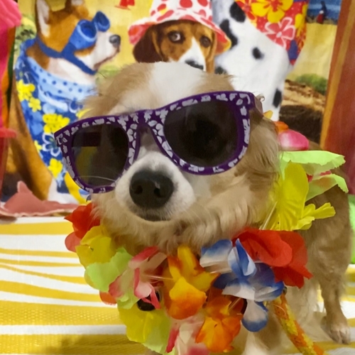 Beach Pawty 2020