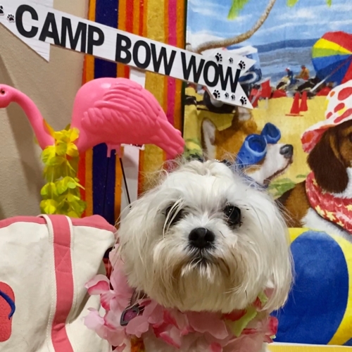 Beach Pawty 2020