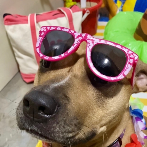 Beach Pawty 2020