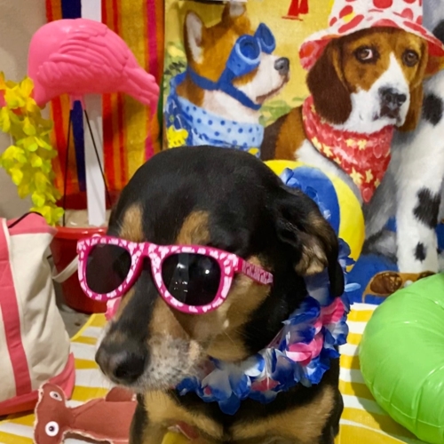 Beach Pawty 2020