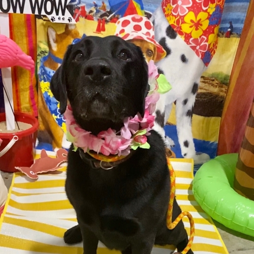 Beach Pawty 2020