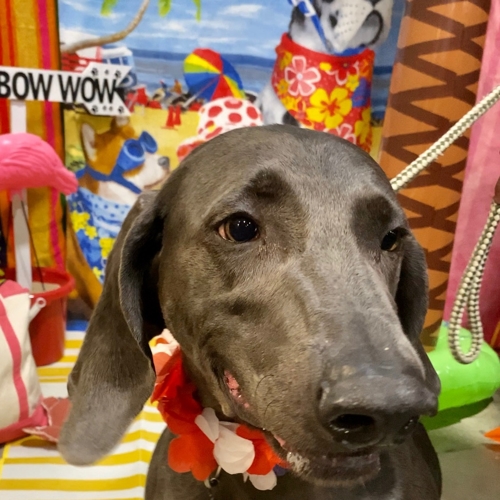 Beach Pawty 2020