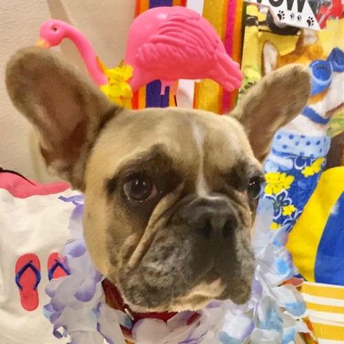 Beach Pawty 2020