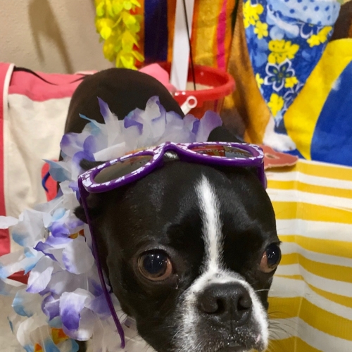 Beach Pawty 2020