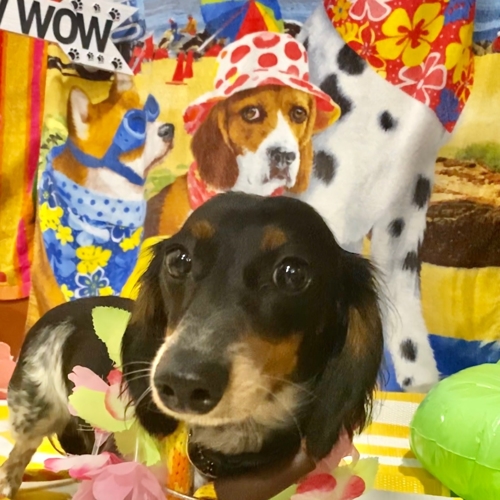 Beach Pawty 2020