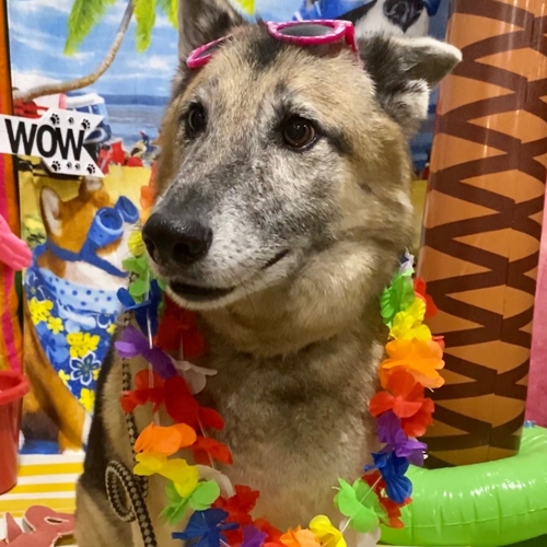 Beach Pawty 2020