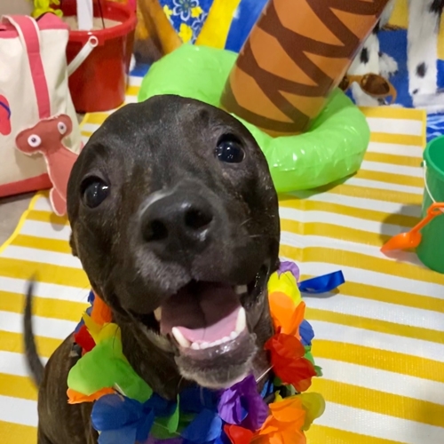 Beach Pawty 2020