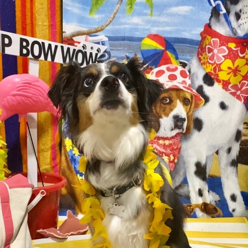Beach Pawty 2020