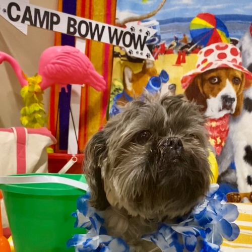 Beach Pawty 2020