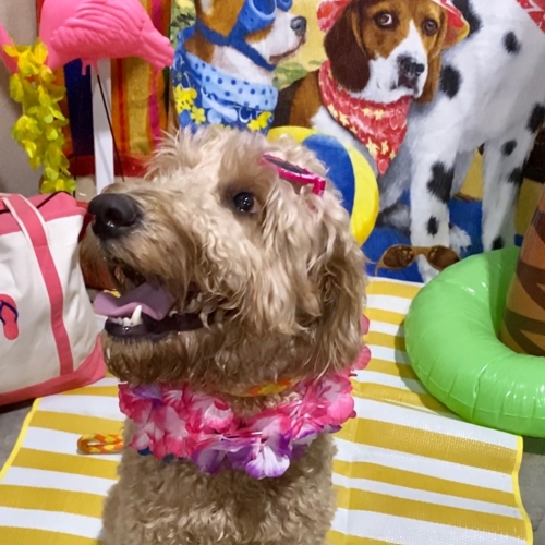 Beach Pawty 2020