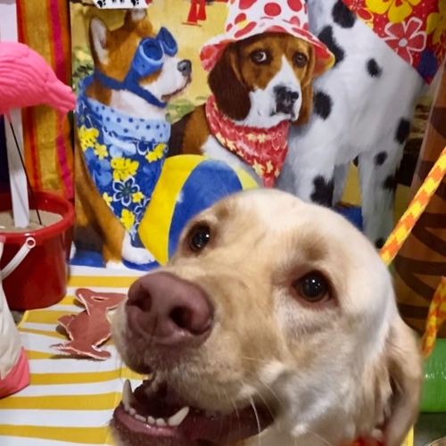 Beach Pawty 2020