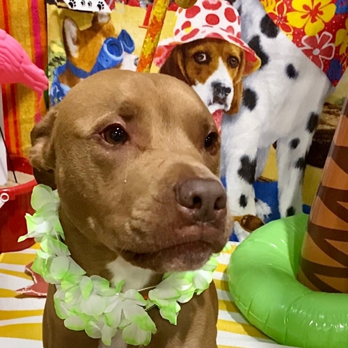 Beach Pawty 2020