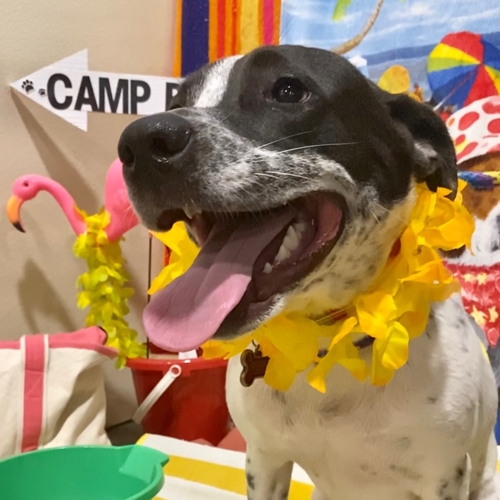 Beach Pawty 2020