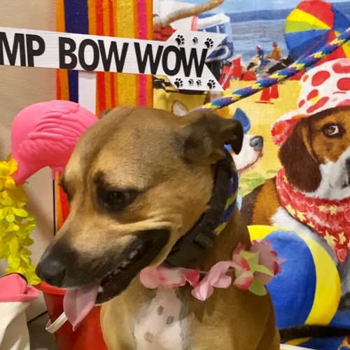 Beach Pawty 2020