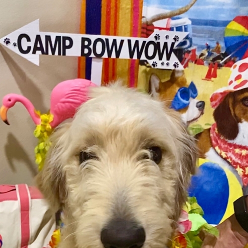Beach Pawty 2020