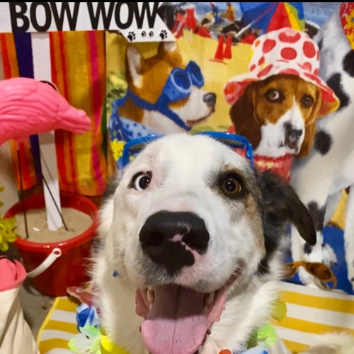 Beach Pawty 2020
