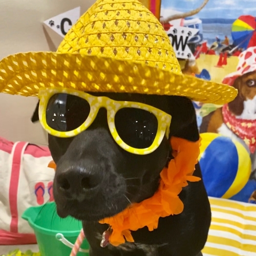 Beach Pawty 2020