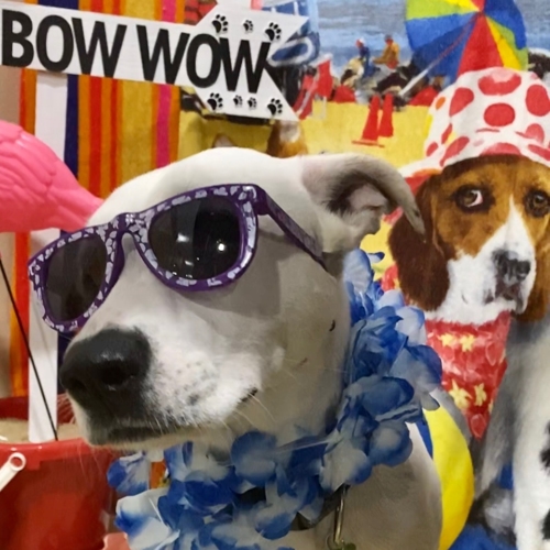 Beach Pawty 2020