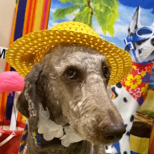 Beach Pawty 2020