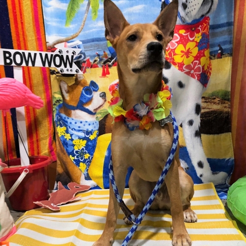 Beach Pawty 2020