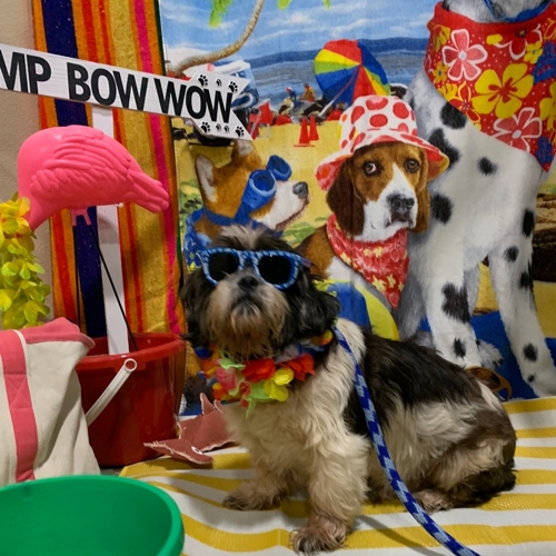 Beach Pawty 2020