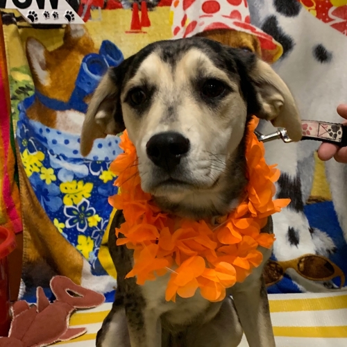 Beach Pawty 2020