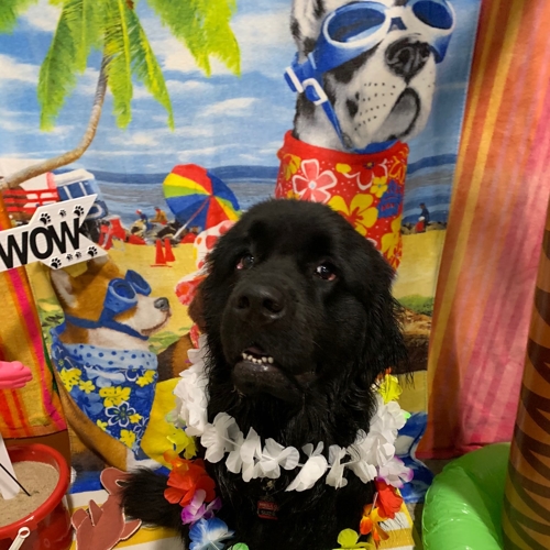 Beach Pawty 2020