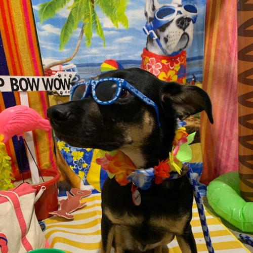 Beach Pawty 2020