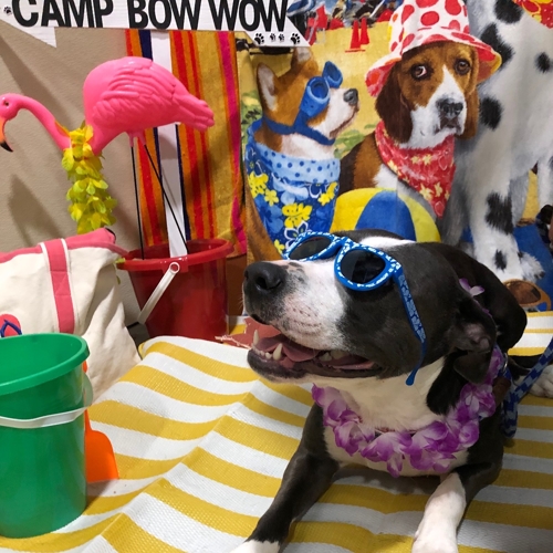Beach Pawty 2020