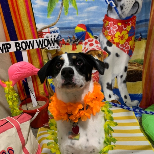 Beach Pawty 2020