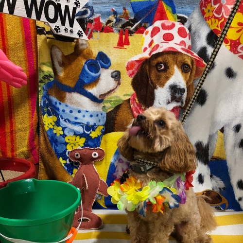 Beach Pawty 2020