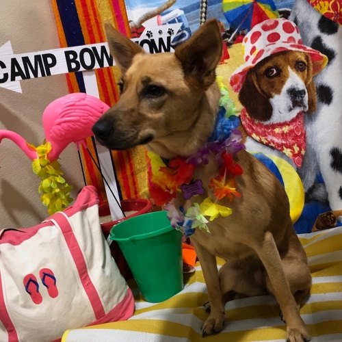 Beach Pawty 2020
