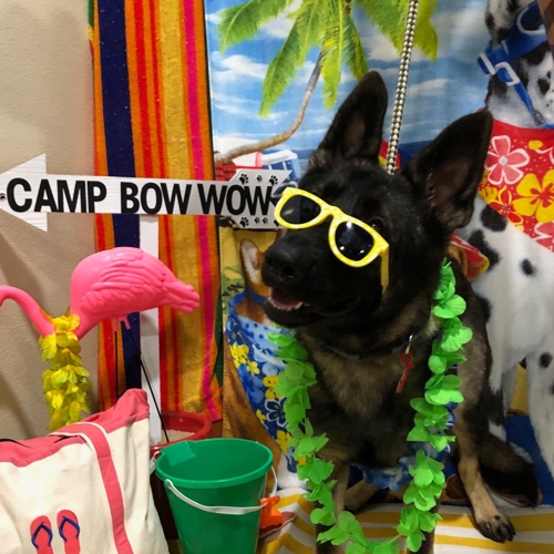 Beach Pawty 2020