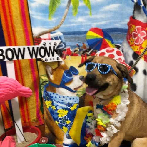 Beach Pawty 2020