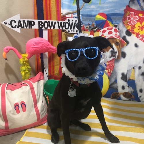Beach Pawty 2020