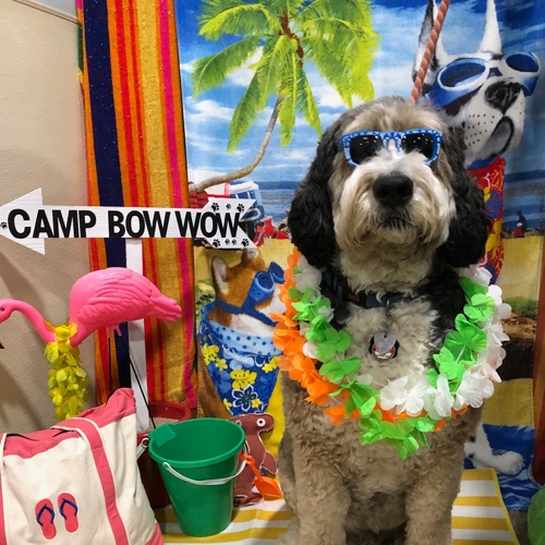 Beach Pawty 2020