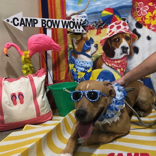 Beach Pawty 2020