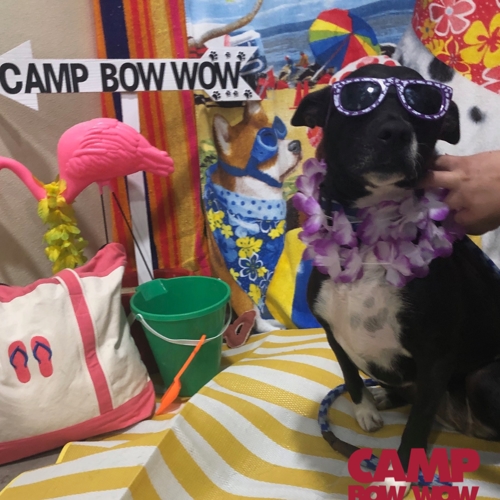 Beach Pawty 2020
