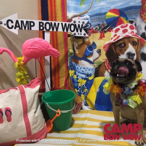 Beach Pawty 2020