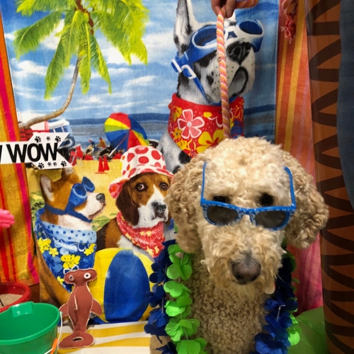 Beach Pawty 2020