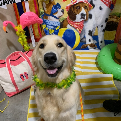 Beach Pawty 2020