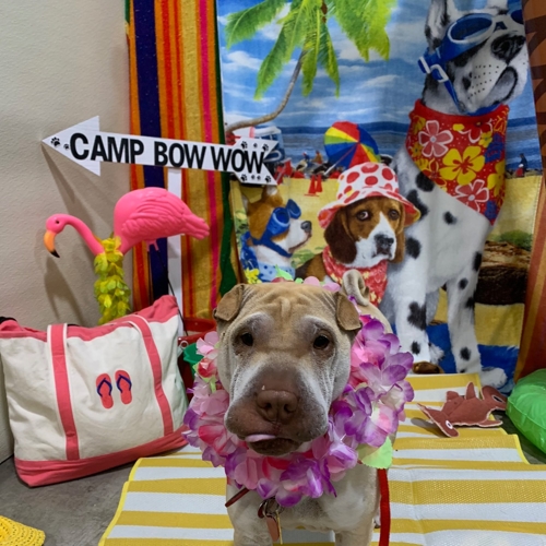 Beach Pawty 2020