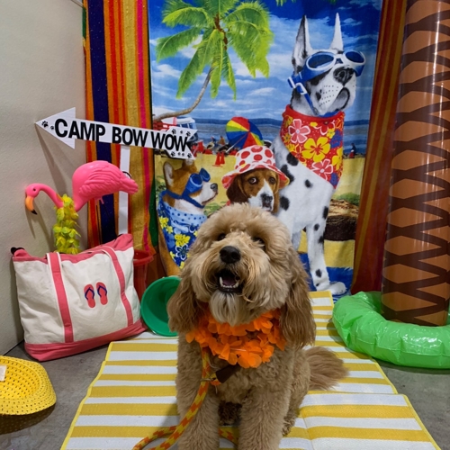 Beach Pawty 2020