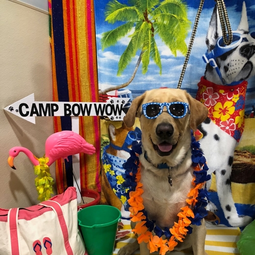 Beach Pawty 2020