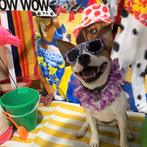 Beach Pawty 2020