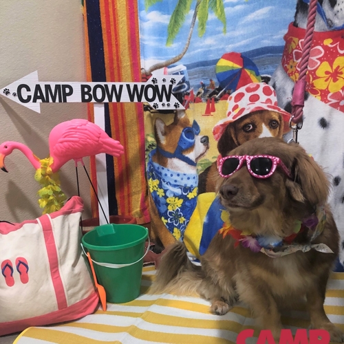 Beach Pawty 2020