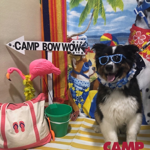 Beach Pawty 2020
