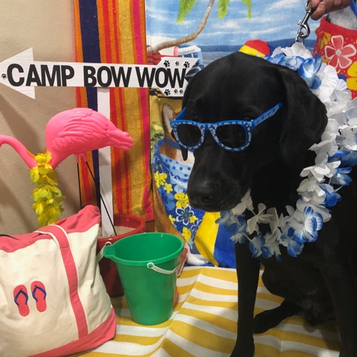 Beach Pawty 2020