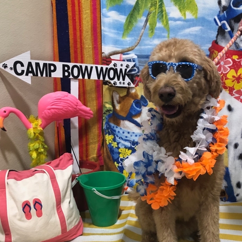 Beach Pawty 2020