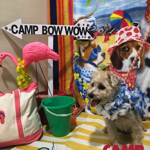 Beach Pawty 2020